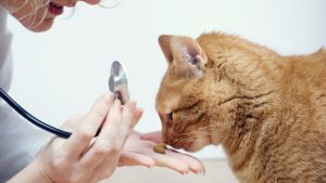 猫と糖尿病の関係