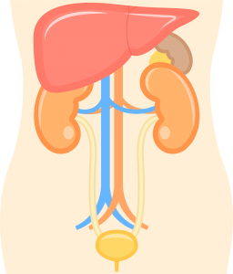 腎臓のイメージ