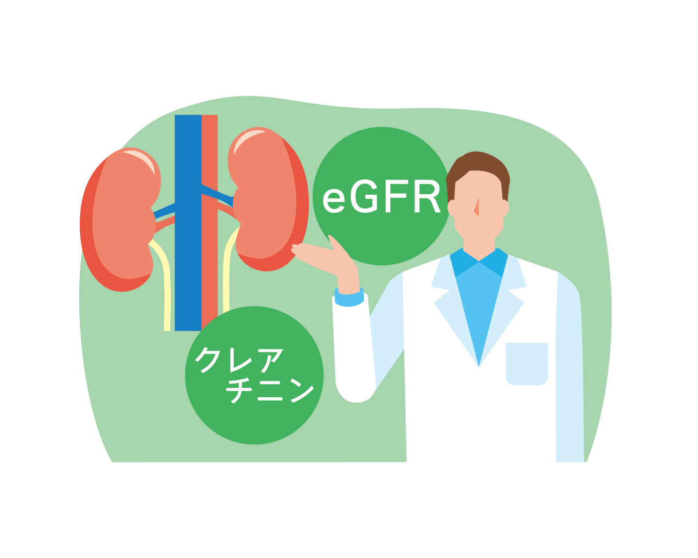 eGFRとは何？基準値と計算方法をやさしく解説